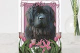 Mothers Day - Pink Tulips - Newfoundland Card