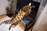 When mommy isn’t home
simbathebengal.com #simbabengal