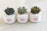 A Perfect Way To Make Your Loved Ones Happy Is with Succulent Wedding Favours
