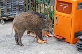 The wild boar and us: taking on the public-health risks