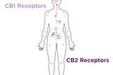 What is The Endocannabinoid System?