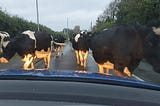 Where I Live We Give Way To Cows