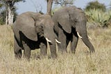 Researchers Discover the Social World of Male Elephants