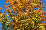 Sugar maple tree with orange, yellow and green leaves.