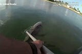 Police officer rescues dolphin from fishing net (VIDEO)