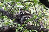 Raccoon Predators: Animals That Eat Raccoons