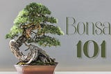 How to Pick a Bonsai Tree That's Right for You (The Ultimate Guide!)