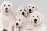 Elegance in Fur: A Showcase of 12 White Fluffy Dogs with Luxurious Coats | DogExpress