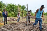 1/10/2022: Mexico uses trees to deter emigration, the US bans surprise medical bills