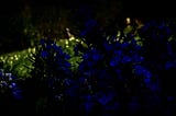 Blue rosemary flowers in the dusk with some yellow flowers in the background