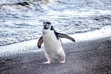 Chin Strap Penguin 