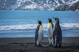 Penguin dream — Seeing penguin dream meaning — lifeinvedas