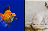 Generating adversaries for CNNs: My cat is a goldfish, so don’t tax it.