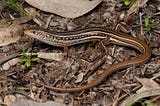 Cat Predation and Suburban Lizards: a 22 Year Study at a Suburban Australian Property