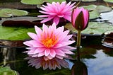 The enchanting world of water lilies!