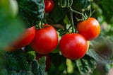 Dirt Cheap: 12 Easy Ways to Garden on a Budget