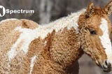 Curly haired horse — American Bashkir Curly