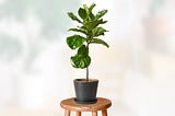 Fiddle Leaf Fig Tree — How To Propagate, Grow, And Care Easy In House