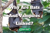 Why Are Bats and Vampires so Inextricably Linked?