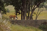 How To Book A Wildlife And Tiger Safari In Bandhavgarh