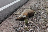 The Dead Fox Runs..