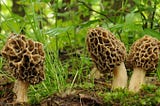 Morel Season is Here! First official 2022 sighting in Piketon, OH