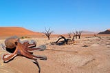 Don’t Be An Octopus In The Desert