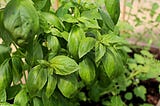 basil companion plants | Companions for Your Basil — Gardener Dude