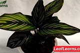 The Calathea Beauty Star, the star of houseplant with its stunning leaves, shows off its brilliant…