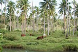 Tera te babaire i aon taekan aban Kiribati are e kaboaki i Fiji?