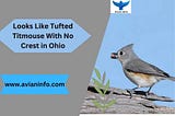 Looks Like Tufted Titmouse with No Crest in Ohio