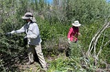 Lending a hand to repair a unique riparian habitat
