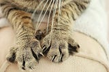 Understanding Cat Kneading: 5 Fascinating Facts