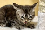 A small gray tabby kitten crouches with mouth open in a tiny hiss