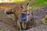 What does a Fox den Look Like? — Fox Den