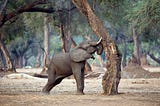 What is Tree-Shaking? 🌳 🐘