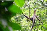 Espécie de macaco da Amazônia pode perder até 59% de habitat nos próximos 40 anos, aponta estudo