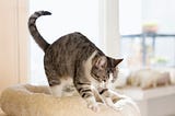Why Do Cats Knead Their Owners? 8 Reasons for ‘Making Biscuits’ I The Discerning Cat