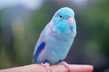 Why the Parrotlet is Such a Great Bird