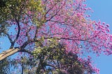 Temperaturas e chuvas dentro da média nesta primavera