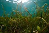 Indonesians plant trees to nurse seagrass back to health in Wakatobi