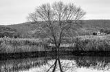 black and white photo of a tree reflection in a pond - its-okay-not-to-be-grateful