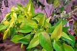 Neon Pothos Plant Care for Your Home
