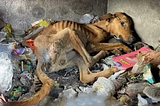 A Neglected Dog’s Fight For Battling Sickness, Hunger, And Homelessness, Forced To Seek Meager…