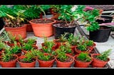 Look what happens if you put one of these plants in your house — YouTube