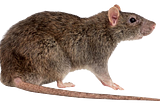 The Ultimate Guide to Rat Pest Control : Tips, Tricks, and Prevention