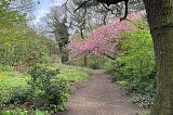 A secret spot to view London’s sakura-plus season