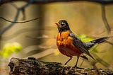 Bird Logic; A Very Brief Meditation on Change