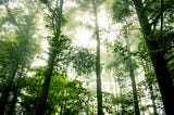 The Importance of Forests