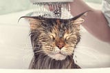 How To Bathe a Cat? A Complete Guide You Should Read